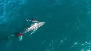 伟大的白鲨拍摄攻击和溺水驼背鲸