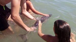 婴儿海豚死后去看海滩，将其从海上拉出照片