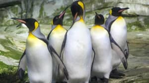 两个同性恋企鹅在柏林动物园采用一个废弃的鸡蛋