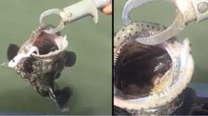 一名澳大利亚男子在他抓到的鱼嘴里发现致命的惊喜