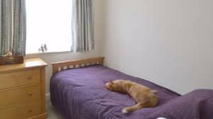 男人抬起邻居的房子，发现自己的猫在床上冷却