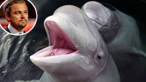 俄罗斯命令所有Orcas和Belugas在Leonardo DiCaprio的帮助下被释放在“鲸监狱”中