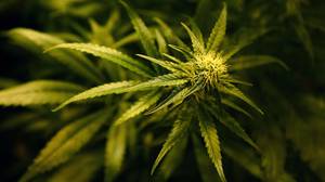 将大麻合法地对经济良好吗？
