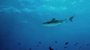 科学家们警告，鲨鱼和光线消失了“令人震惊”的速度