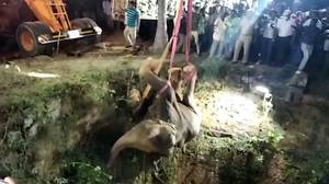 大象在印度跌倒后，起重机被起重机安全