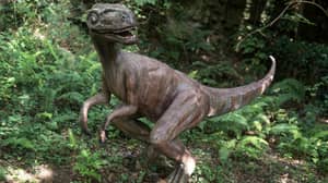 由木变电站发现的木乃伊'恐龙'尸体所困扰的科学家