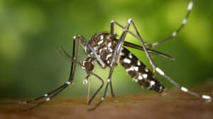 英国警告关闭亚洲老虎蚊子到达时要关闭窗户