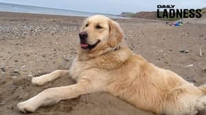 善良的Cabby推动狗到海滩后，她无法走路后