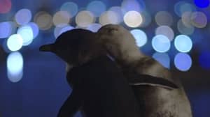摄影师分享了赢得世界之心的寡妇企鹅的视频