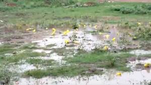 明亮的黄色皮肤牛蛙在印度降雨后出现在印度