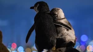 摄影师捕捉了两次丧偶的企鹅一起享受墨尔本天际线