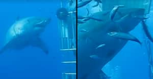 深蓝色是最大的伟大的白色鲨鱼夹在相机上