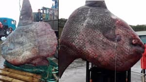 渔民捕获稀有的一吨鱼，可以制作1170份炸鱼和薯条
