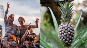 阅读和利兹节组织者已正式禁止菠萝