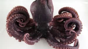 罕见的九腿章鱼发现了日本海岸