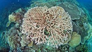 你知道爱尔兰有珊瑚礁吗？