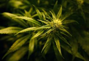 高级议员呼吁英国政府将大麻合法化