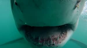 大白鲨在可怕的镜头中危险地靠近摄影师