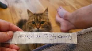 当猫回到家里时，主人震惊了，注意她“总是在托比卡莱”
