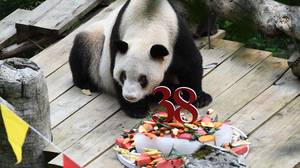 世界上最长寿的圈养大熊猫去世，享年38岁零4个月