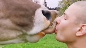 法国人被告知停止亲吻奶牛，这是一种奇怪的新潮流
