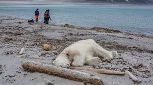 在攻击游轮工作者的北极熊被射击死亡在挪威