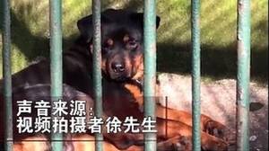 中国动物园被指试图用狗冒充狼