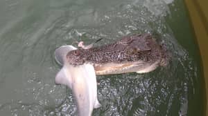 渔夫捕获鲨鱼，但随后输给鳄鱼