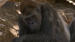 动物园大猩猩“感染人类”后冠状病毒检测呈阳性并咳嗽