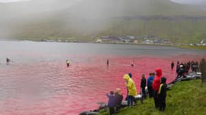 令人震惊的视频显示，海豚在法罗群岛被屠杀时，海洋呈红色。