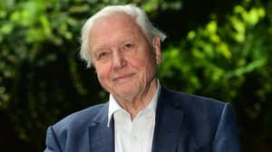 David Attenborough正在为气候变化提出“紧急”的新电影，今年春天播出