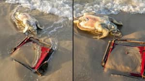 濒临灭绝的海龟被发现死亡，脖子上缠绕着沙滩椅