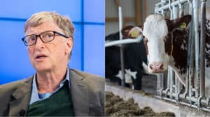 比尔盖茨捐赠40万美元来创造超级牛来最终世界贫困