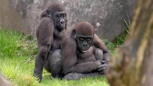 大猩猩在鹿特丹动物园的一些非常明确的位置拍摄