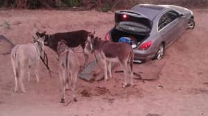 南非罪犯使用驴子走私偷走的汽车