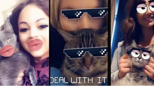 Snapchat现在有CAT镜头，所以你的宠物可以分享窃款