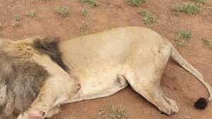 偷猎者在南非牧场杀死狮子和破解身体部位