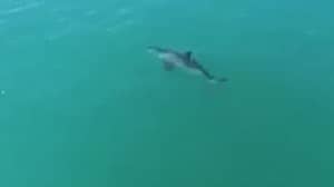 无人机捕捉到伟大的白鲨游泳'至少20mph'
