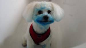 在垃圾箱找到墨盒后，狗染色了鲜艳的蓝色