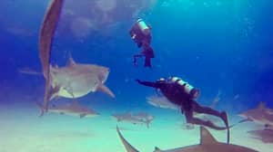 潜水教练将鲨鱼从他的学生中咬住