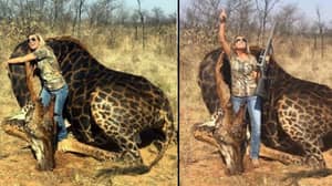 猎人在杀死稀有的黑长颈鹿后面临反弹，并与它的尸体摆姿势