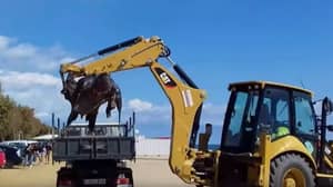 巨大的棱皮龟在海滩上被洗净，必须被挖掘机移动