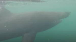 大规模的18英尺鲨鱼通过游泳者脱离苏格兰海岸