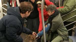 在纽约地铁的坑公牛攻击的妇女