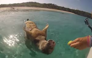巴哈马群岛有个神奇的地方叫“猪海滩”