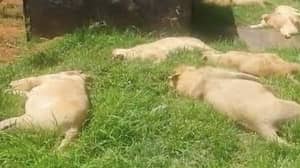 偷猎者在切断脸部和爪子之前毒药16个狮子