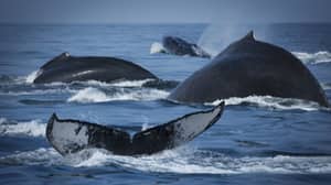 加拿大通过“释放威利”法案，禁止囚禁鲸鱼和海豚