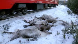 在挪威的火车只需四天内被纳入驯鹿