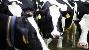 Abattoir让素食主义者在他们去屠宰场之前给母牛给奶牛给他们的“最后一个仪式”