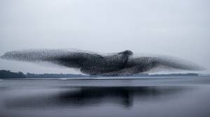 不可思议的时刻，成群的椋鸟在湖上形成巨型鸟